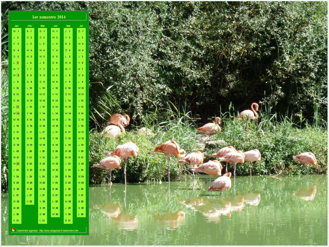 Calendrier 2014 à imprimer semestriel, format paysage, en colonne, au dessus d'une photo (flamands roses).