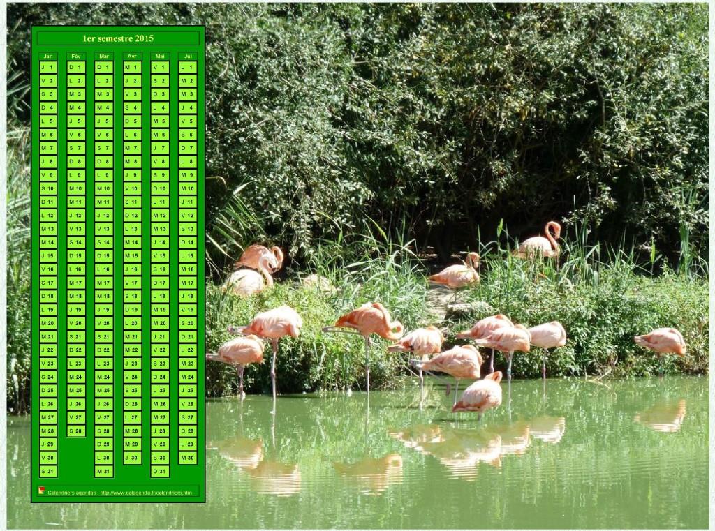 Calendrier 2015 à imprimer semestriel, format paysage, en colonne, au dessus d'une photo (flamands roses).