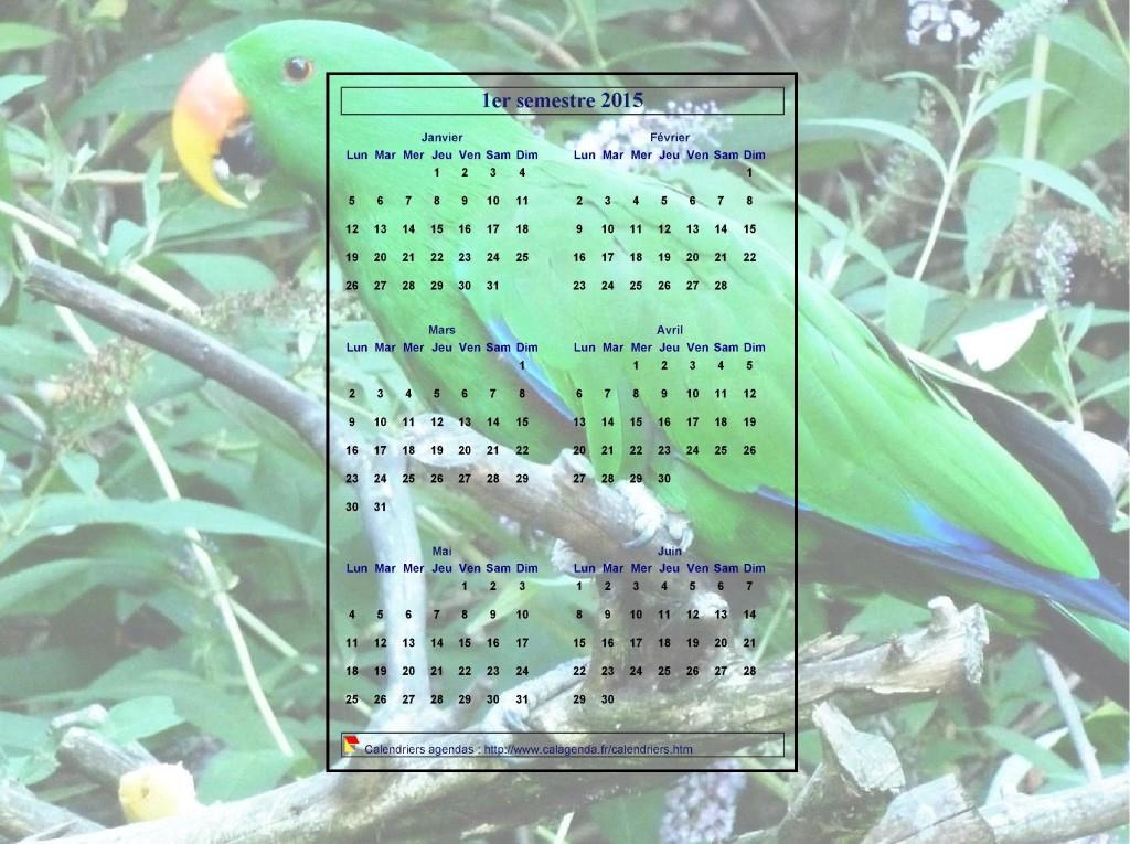 Calendrier 2015 à imprimer semestriel, format paysage, incrusté au centre d'une photo (perroquet vert).