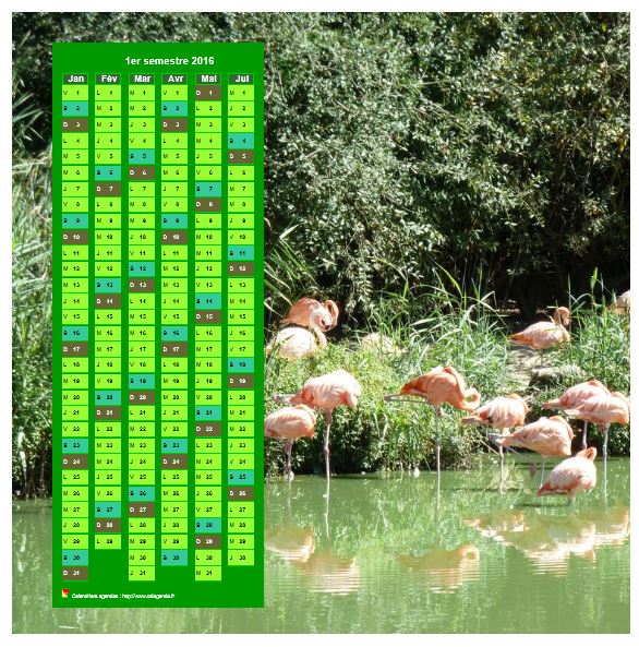 Calendrier 2016 à imprimer semestriel, format paysage, en colonne, au dessus d'une photo (flamands roses).