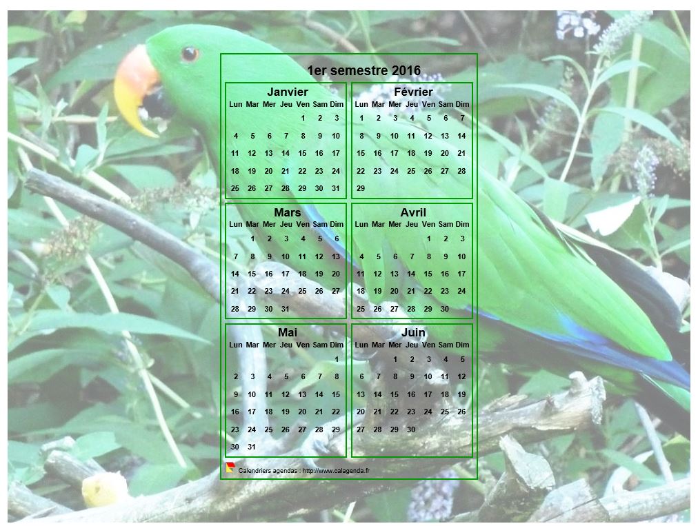 Calendrier 2016 à imprimer semestriel, format paysage, incrusté au centre d'une photo (perroquet vert).