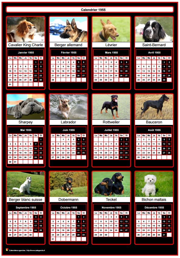 Calendrier 2017 annuel, 12 chiens de race