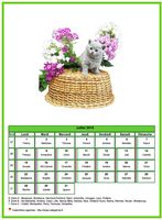 Calendrier de juillet 2019 chats