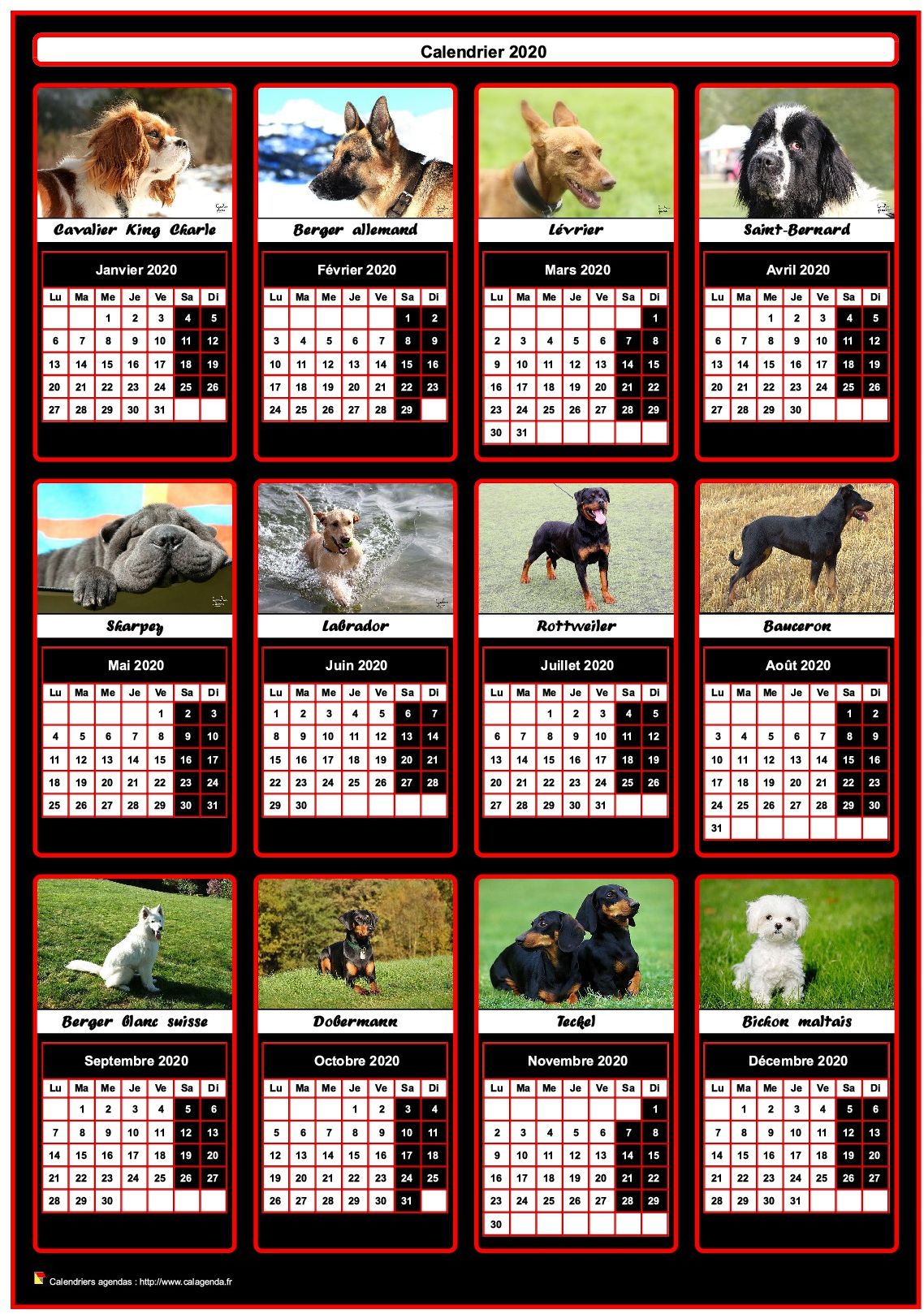 Calendrier 2020 annuel, 12 chiens de race