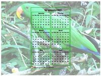 Calendrier 2020 à imprimer semestriel, format paysage, incrusté au centre d'une photo (perroquet vert).