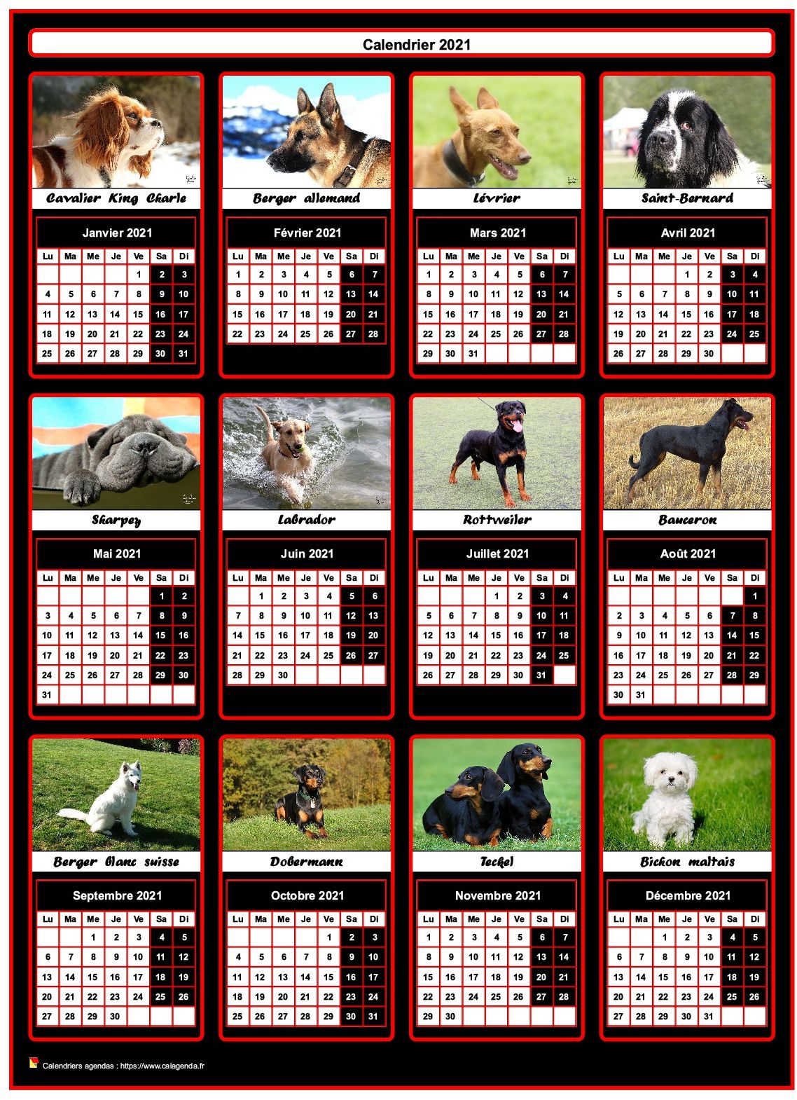 Calendrier 2021 annuel, 12 chiens de race