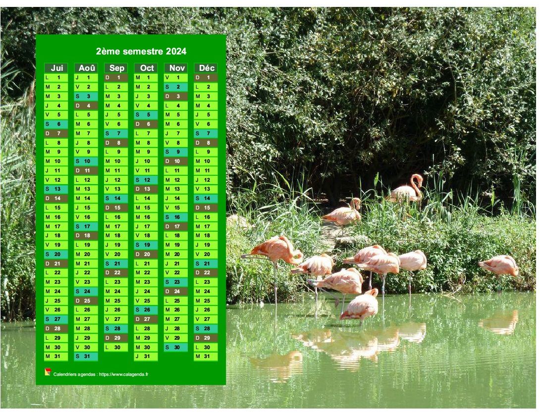 Calendrier 2024 à imprimer semestriel, format paysage, en colonne, au dessus d'une photo (flamands roses). Calendrier 2024 à imprimer semestriel, format paysage, en colonne, au dessus d'une photo (flamands roses).