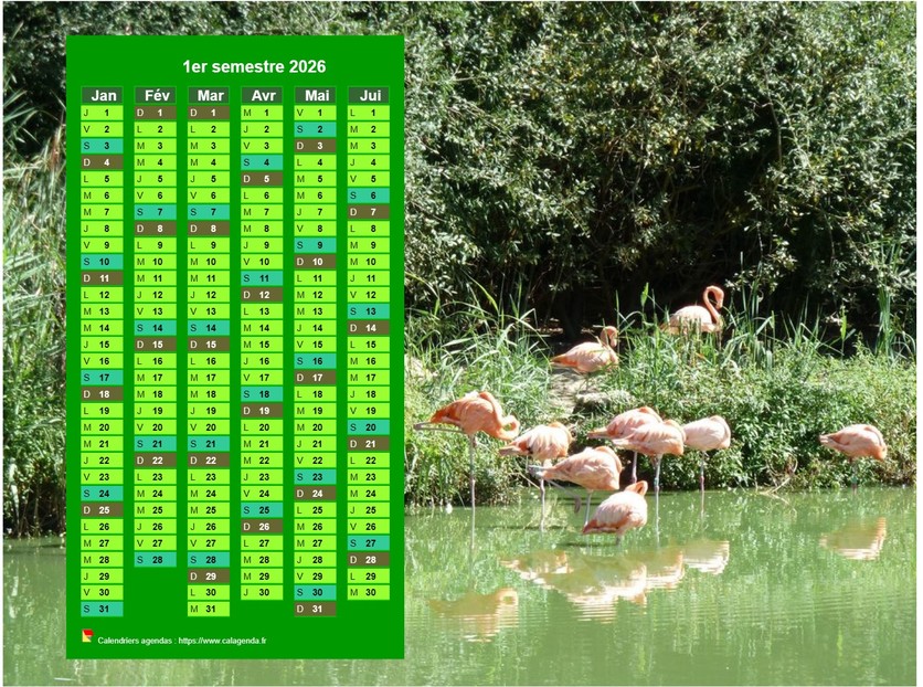 Calendrier 2026 à imprimer semestriel, format paysage, en colonne, au dessus d'une photo (flamands roses). Calendrier 2026 à imprimer semestriel, format paysage, en colonne, au dessus d'une photo (flamands roses).