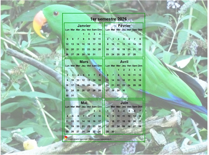 Calendrier 2026 à imprimer semestriel, format paysage, incrusté au centre d'une photo (perroquet vert). Calendrier 2026 à imprimer semestriel, format paysage, incrusté au centre d'une photo (perroquet vert).
