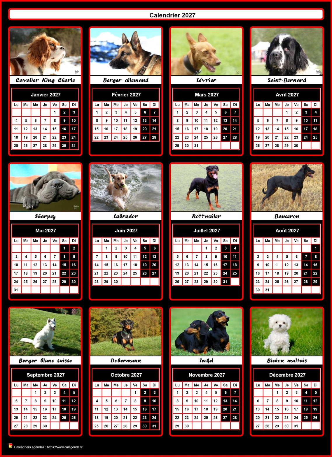 Calendrier 2027 annuel, 12 chiens de race