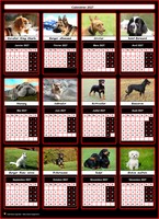Un chien de race pour chacun des mois de ce calendrier 2027 annuel